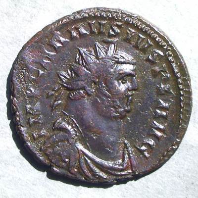 carausius_01.jpg