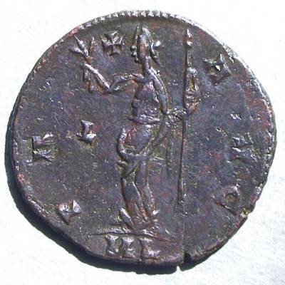 carausius_01.jpg